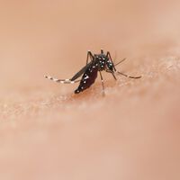 Não é o tipo sanguíneo: ciência descobre como mosquitos decidem atacar suas vítimas