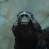 Acreditava-se que macacos não seriam capazes de interagir com objetos imaginários, mas este estudo acaba de provar o contrário 