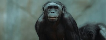 Acreditava-se que macacos não seriam capazes de interagir com objetos imaginários, mas este estudo acaba de provar o contrário 