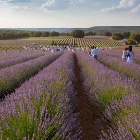El Festival de la Lavanda se celebra este fin de semana (y el que viene) en Brihuega: la más espectacular floración, a poco más de una hora de Madrid