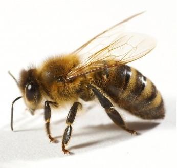 Abeja
