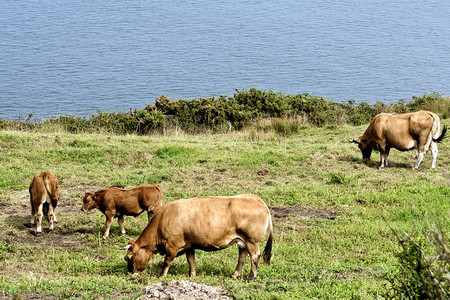 Tu empresa ¿es de carne o de leche?