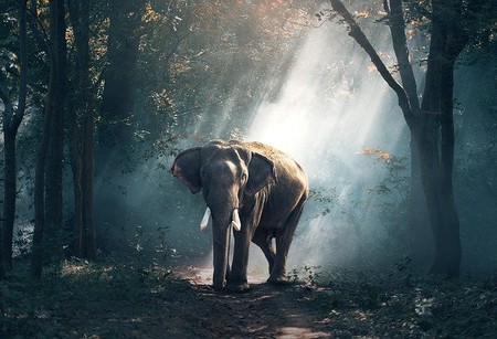 Una lista acordada de todas las especies que hay en el mundo está más cerca que nunca gracias a esta hoja de ruta