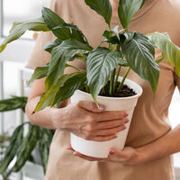 Si las puntas de las hojas de tus plantas de interior se ponen marrones, este es el problema exacto. Así puedes solucionarlo