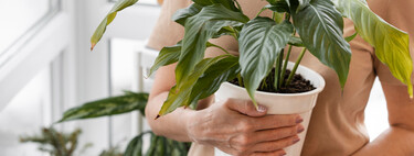 Si las puntas de las hojas de tus plantas de interior se ponen marrones, este es el problema exacto. Así puedes solucionarlo