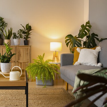 La planta que no falla: bonita, fácil de cuidar y capaz de transformar cualquier salón