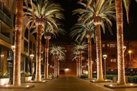 1024px San Jose California Palm Tree 2010
