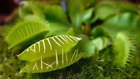 Ahorrar dinero al comprar plantas ¡invierte en verde!