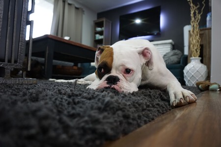 Castigar perro no es igual a aversivo