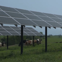 Fazenda em Minnesota encontrou forma de produzir energia solar e criar algo mais: o abrigo perfeito para vacas 