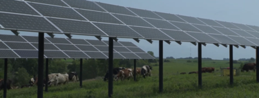 Fazenda em Minnesota encontrou forma de produzir energia solar e criar algo mais: o abrigo perfeito para vacas 