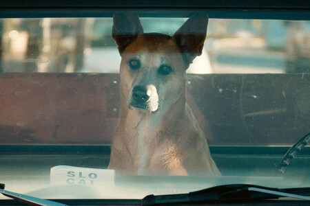 Perro En Una Pickup
