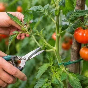 Cómo podar las tomateras para conseguir tomates más grandes este verano 