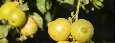 El detalle que marca la diferencia para que un limonero dé limones de verdad