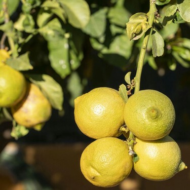 El detalle que marca la diferencia para que un limonero dé limones de verdad