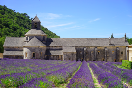 Lavanda