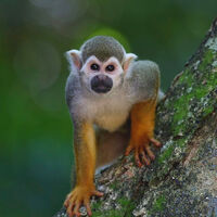 En Florida no tienen ni el frío ni la nieve que llega España, pero al menos aquí no llueven monos