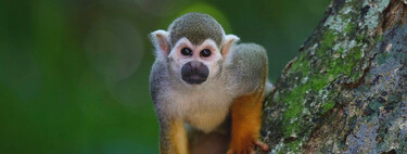 Para escapar del frío y la nieve siempre puedes irte a Florida, pero allí llueven monos