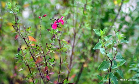 El Botánico de Gijón celebra su aniversario con un fin de semana de puertas abiertas