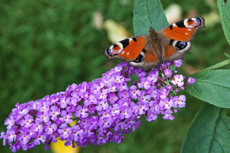 Pexels Friededia 30519269