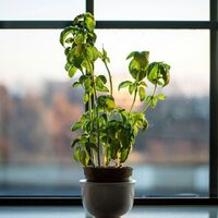 Se você tem bicarbonato de sódio em casa, tem um tesouro: ele é um grande aliado para nossas plantas e jardins 