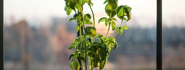 Se você tem bicarbonato de sódio em casa, tem um tesouro: ele é um grande aliado para nossas plantas e jardins 
