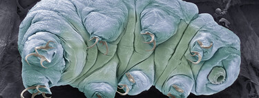 Estes 4 animais podem ser congelados por anos e voltar à vida normalmente — o segredo deles é mais estranho do que parece 