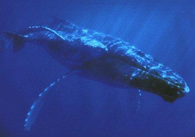 Singularidades extraordinarias de animales ordinarios (VI): la ballena