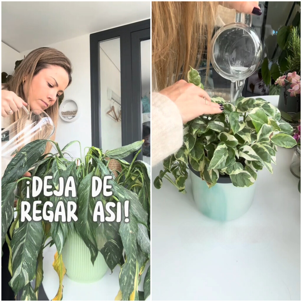Natalia Sáez, experta en plantas: «Así regaba yo al principio y por eso mataba todas mis plantas»