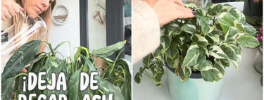 Natalia Sáez, experta en plantas: "Si tienes tus plantas dentro de un macetero y riegas con regadera no estas regando de forma homogénea, es muy difícil calcular la cantidad de agua que necesita la planta"