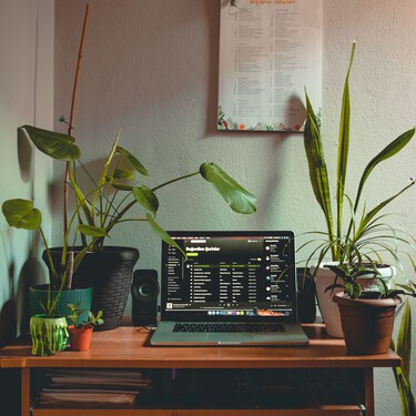 Plantas que le dan un boost de energía a tu casa y sus beneficios 