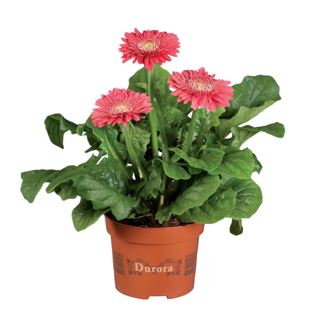 Gerbera en varios colores