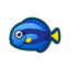 Surgeon fish