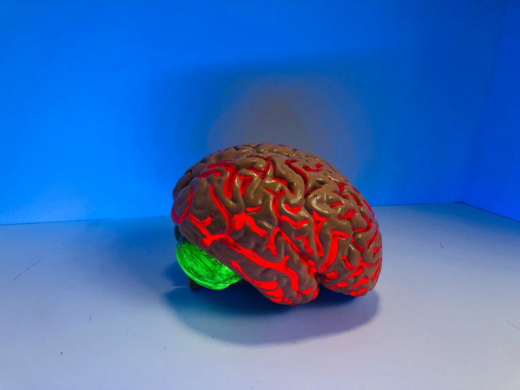 El cerebro de los hombres envejece peor, pero ellas desarrollan más Alzheimer: una paradoja que desconcierta a los científicos 