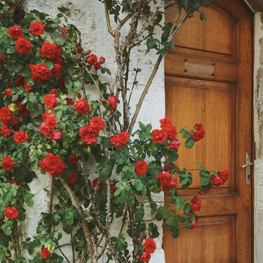 Di adiós a la buganvilla: esta es la trepadora perfecta para terrazas que es bonita y crece muy rápido