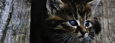 Cosas nuevas que aprendí tras ver 'En la mente del gato' en Netflix después de convivir más de 20 años con ellos