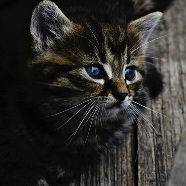 Cosas nuevas que aprendí tras ver 'En la mente del gato' en Netflix después de convivir más de 20 años con ellos