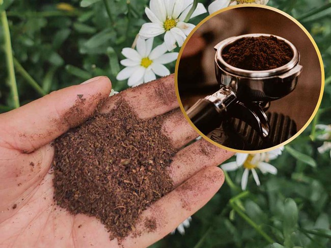 3 cosas que puedes hacer con los residuos de café para no desperdiciarlos en casa