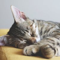 ¿Dónde le gusta dormir a tu gato? Esto es lo que dice sobre su personalidad el lugar que elige
