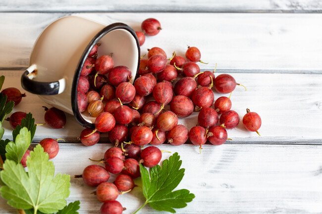 3 Plantas De Grosella Espinosa - Ribes Uva-crispa - Altura 25-40 Cm - Maceta De 9 Cm - Bayas Ricas En Vitaminas Para Zumos Y Mermeladas