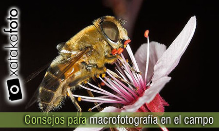 Vuelve la primavera: 10 consejos para hacer macrofotografía en el campo