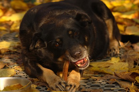 Tendencias Alimentarias Perros Gatos