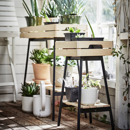 Vaniljstang Soporte Plantas Pino