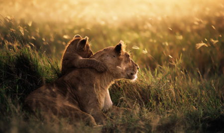 OS X Mountain Lion 10.8.2 vendrá con interesantes novedades relacionadas con Power Nap, Facebook y Mensajes