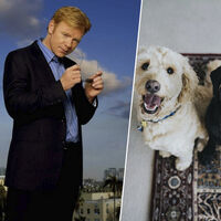 Más de 80 ciudades españolas están recogiendo las cacas de tu perro, sacando su ADN y utilizándolo para algo: multarte