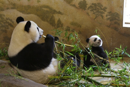 Xing Bao