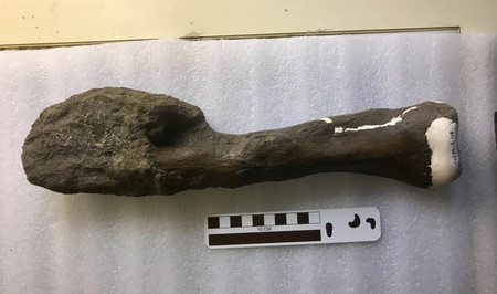 Por primera vez se logra diagnosticar un cáncer maligno en un dinosaurio