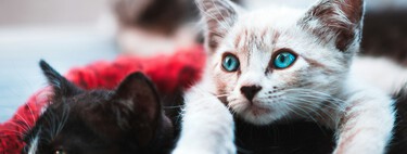 Los países con más gatos son más felices, pero hay truco 
