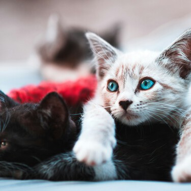 Los países con más gatos son más felices, pero hay truco 