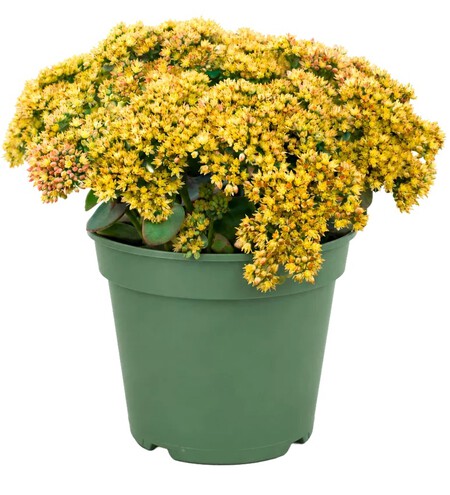 Sedum Aldi